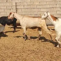 ۲بزابستن با ۲تیشتر