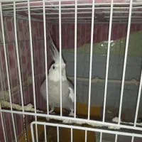 عروس هلندی مولد و جوجه