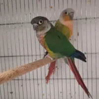 دو جفت گربنچیک مولد