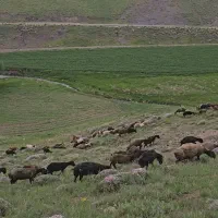 فروش گوسفند و بز و گوساله