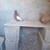 کبوتر سینه ای