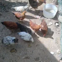 جوجه مرغ