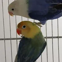 طوطی برزیلی اپلاین مولد روتخم جوجه دستی مرغ عشق