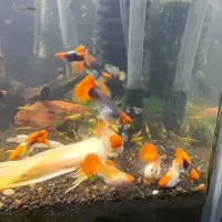 گوپی کوی بالن|ماهی|تهران, مهرآباد|دیوار