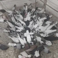 کفتر قم بار1شنبه پرنده کیان جدا کن فقط دونه ای100|پرنده|کرج, خرمدشت|دیوار