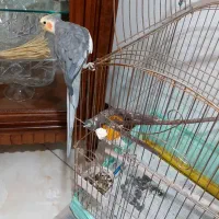 عروس هلندی دستی  همراه با قفس