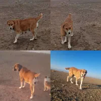 سگ گله|سگ|سبزوار, اسلام آباد|دیوار