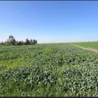 2000-متر-زمین-کشاورزی