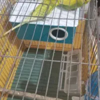 فروشی|پرنده|جیرفت, |دیوار