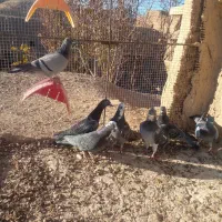 کبوتر زدخوردی