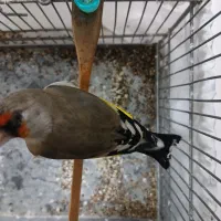 سهره نر دو رگ|پرنده|تهران, مطهری|دیوار