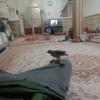 مینا