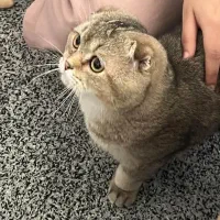 بچه گربه اصیل فوق العاده زیبا