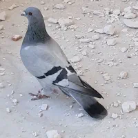 پرنده|پرنده|چرداول, |دیوار