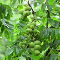 نهال گردو با همه رقم ها