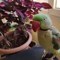 شاه طوطی نر گمشده