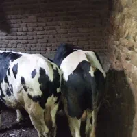 گاو|حیوانات مزرعه|سبلان, |دیوار