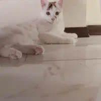 واگذاری گربه بازیگوش