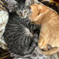 واگذاری گربه dsh|گربه|قائم‌شهر, |دیوار