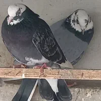 کبوتر|پرنده|ری, شهادت|دیوار