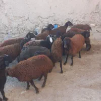 ۱۴راس بره ماده دمازلیخ|حیوانات مزرعه|کشاورز, |دیوار