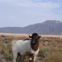 نری|حیوانات مزرعه|بافت, |دیوار