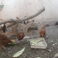 مرخ تخمگذار محلی قیمت مناسب فوری