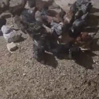 مرغ وخروس|حیوانات مزرعه|اقلید, |دیوار