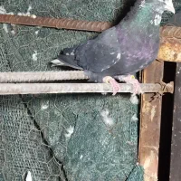 کرز دم سفید نر|پرنده|ایلام, |دیوار