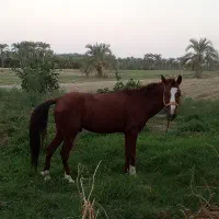 اسب خوب آرام کورسی