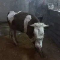 گوساله ماده سمینتال اصل