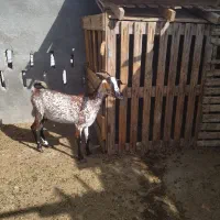 کهره آغوس|حیوانات مزرعه|قشم, |دیوار