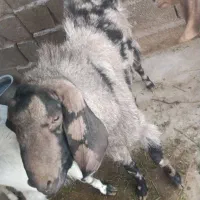 بز نر|حیوانات مزرعه|ایرانشهر, |دیوار