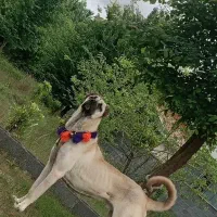 سگ سرابی نگهبان|سگ|رشت, لاکان|دیوار