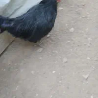 مرغ و خروس  معاوضه