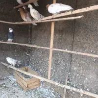 کبوتر|پرنده|اصفهان, سپاهانشهر|دیوار