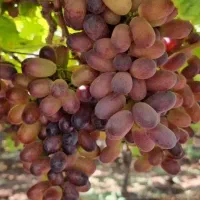 رشــد مطمئن نهــال با باردهی بالا|خدمات باغبانی و درختکاری|مرودشت, تامین اجتماعی|دیوار