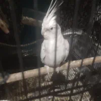 عروس هلندی زیبا و خوشگل