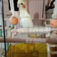 یک جفت عروس هلندی با کل لوازم