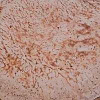 نان محلی ساجی|خوردنی و آشامیدنی|کرج, شهرک یاس شمالی|دیوار