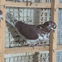 ۸ تا کفتر پرشی حسابی|پرنده|قم, حنیف نژاد|دیوار