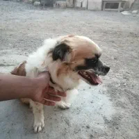 فروش یک جفت سگ پاکوتاه|سگ|میبد, |دیوار