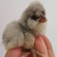 جوجه زیر مرغی