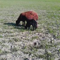 ۶عدد گوسفند بره دار