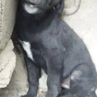 سرابی نر اصیل|سگ|هشتگرد, تهران دشت|دیوار