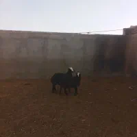 بره ماده شال