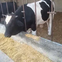 گوساله نر سوپر کپل دار