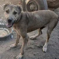 سگ سرابی|سگ|صالح آباد, |دیوار