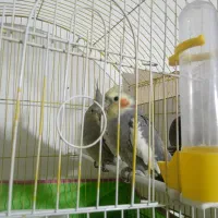 عروس هلندی روی جوجه