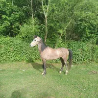 اسب سواری ۶ساله با مدارک و وسایل سوارکاری